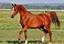 Arabian Horse.jpeg