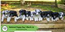 puppies_March_23.jpg