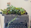succulents_typewriter.jpg