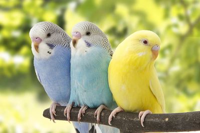 Budgie

