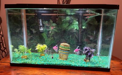 Fishtank
for  August 26 Challenge
