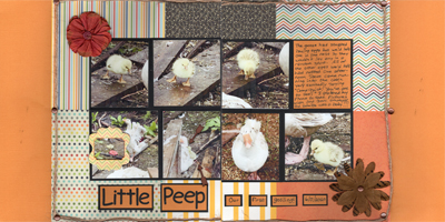 Little Peep
These are pictures of our first gosling born in June this year.  He had such a cute little sound that Steve named him Little Peep.  We’re pretty sure it’s a gander because of how assertive he is.  He’s got 4 moms and a dad to keep him safe and they’ve done an amazing job raising him.  He’s almost full grown now but he still has that little peep sound so now we just call him Peep.  LOL!  
Materials – Sketch – Allison Davis; Cardstock – Bazzill; Patterned Papers – Simple Stories, Echo Park and Unknown; Twine 
Keywords: Gosling;Goose;Animals;Flowers