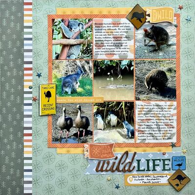 Wildlife
Documenting the unique animals we saw while on vacation in Australia.
